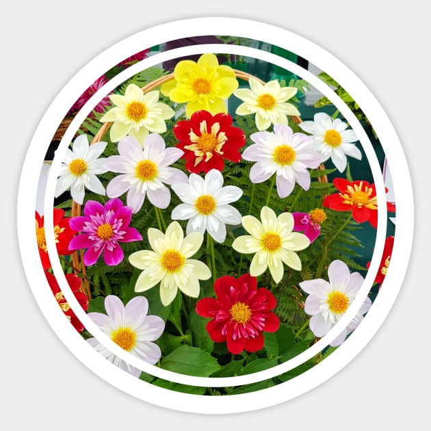 Dahlia Flowers Nature Circle Sticker by ellenhenryflorals